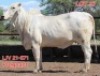1X GREY BRAHMAN COW LJV 21-871 Mahata Stud
