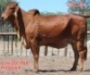 1X RED BRAHMAN COW LJV 21-854 Mahata Stud