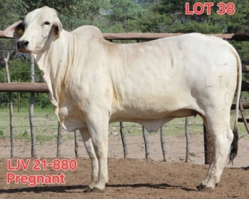 1X GREY BRAHMAN COW LJV 21-880 Mahata Stud