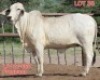 1X GREY BRAHMAN COW LJV 21-880 Mahata Stud