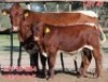 1+1X PINZGAUER COW & CALF LJV 20-10 Mahata Stud