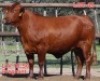 1X DROUGHTMASTER COW LJV 20-788 Mahata Stud