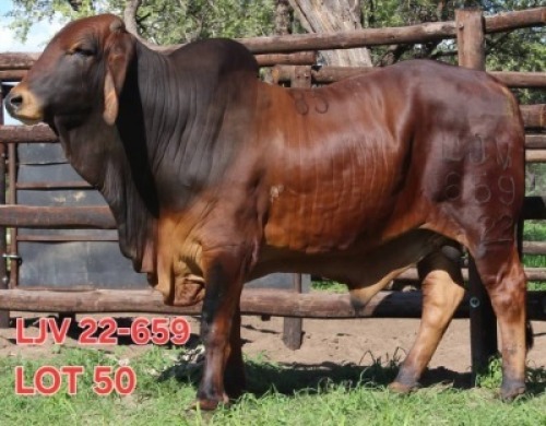 1X RED BRAHMAN BULL Mahata Stud