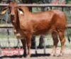 1X RED BRAHMAN COW LJV 22-958 Mahata Stud