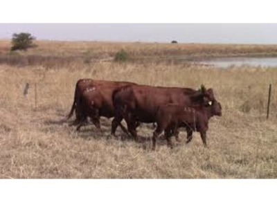 LOT 125 3 + 3 X COWS WITH CALVES / KOEIE MET GROOT KALWERS (Per stuk om lot te neem)