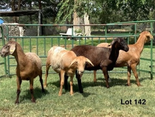 4X MEATMASTER EWE Ryvos (Per animal to take the lot)