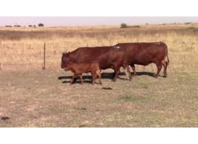 LOT 130 2 X COWS HEAVILY PREGNANT OR ALREADY CALVED / KOEIE SWAAR DRAGTIG OF REEDS GEKALF (Per stuk om lot te neem)