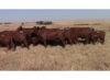LOT 123 5 + 5 X COWS WITH CALVES / KOEIE MET GROOT KALWERS (Per stuk om lot te neem)