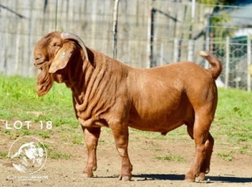 1X KALAHARI RED STUD 10-450 BUCK Tollie Jordaan en seuns