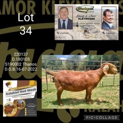 1X KALAHARI RED STUD 48-439 PREGNANT DOE Dhidejak