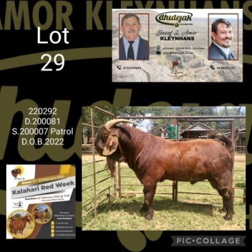 1X KALAHARI RED FLOCK 10-441 BUCK Dhidejak