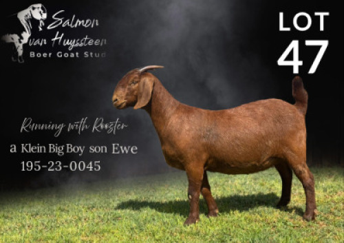 1X KALAHARI RED FLOCK TEAT 10-440 DOE Salmon van Huyssteen Boer Goat Stud