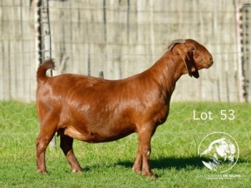 1X KALAHARI RED STUD 10-419 PREGNANT DOE Tollie Jordaan en seuns