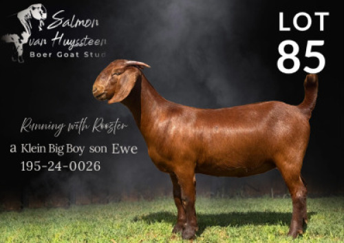 1X KALAHARI RED STUD 10-434 DOE Salmon van Huyssteen Boer Goat Stud
