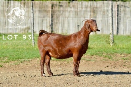 1X KALAHARI RED STUD 10-443 PREGNANT DOE Tollie Jordaan en seuns