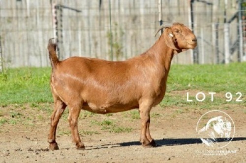 1X KALAHARI RED STUD 10-429 PREGNANT DOE Tollie Jordaan en seuns