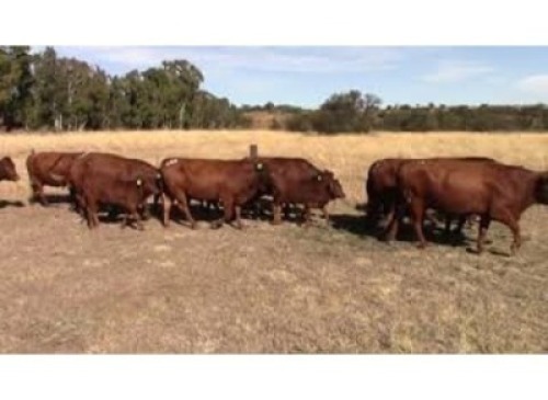 LOT 128 8 X COWS HEAVILY PREGNANT OR ALREADY CALVED / KOEIE SWAAR DRAGTIG OF REEDS GEKALF (Per stuk om lot te neem)