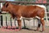 1X PINZGAUER COW LJV 20-217 Mahata Stud