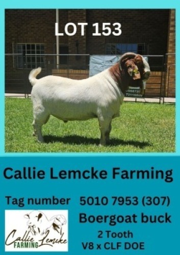 1X BOERGOAT BUCK 307 Callie Lemcke