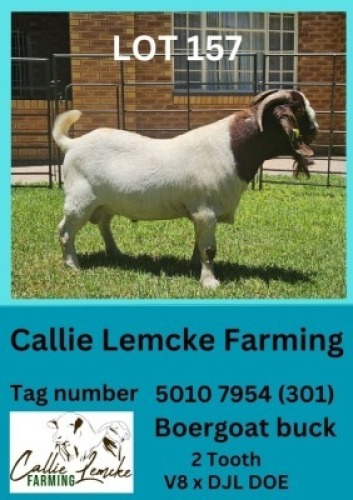 1X BOERGOAT BUCK 301 Callie Lemcke