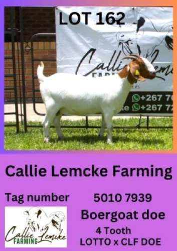 1X BOERGOAT DOE Callie Lemcke
