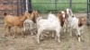 1+5X BOER GOAT BUCK & DOE JH Boshoff