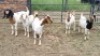 5X CROSS DOE JH Boshoff (Per animal to take the lot)