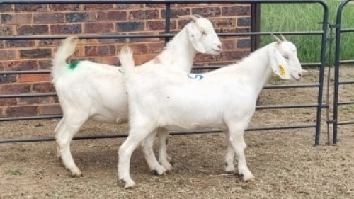 2X SAVANNA DOE JH Boshoff (Per animal to take the lot)