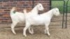 2X SAVANNA DOE JH Boshoff (Per animal to take the lot)