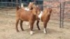 3X CROSS DOE JH Boshoff (Per animal to take the lot)