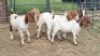 5X BOER GOAT DOE JH Boshoff (Per animal to take the lot)