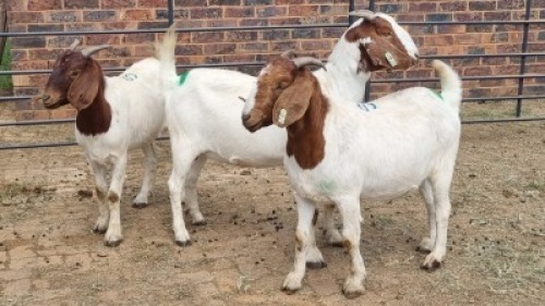 3X BOER GOAT DOE JH Boshoff (Per animal to take the lot)