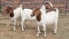 3X BOER GOAT DOE JH Boshoff (Per animal to take the lot)