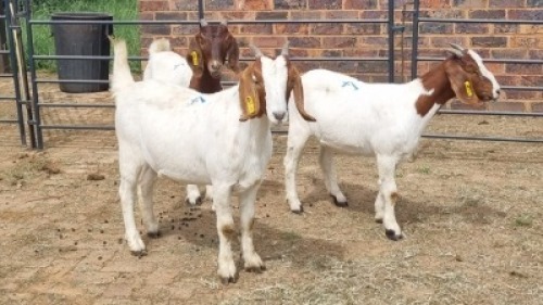 3X BOER GOAT DOE JH Boshoff (Per animal to take the lot)