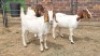 3X BOER GOAT DOE JH Boshoff (Per animal to take the lot)