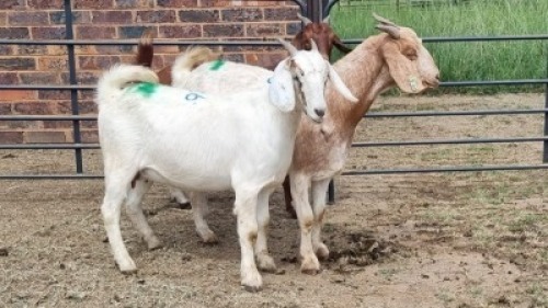 3X CROSS DOE JH Boshoff (Per animal to take the lot)