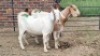 3X CROSS DOE JH Boshoff (Per animal to take the lot)