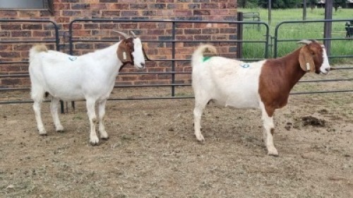 2X BOER GOAT DOE JH Boshoff (Per animal to take the lot)