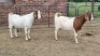 2X BOER GOAT DOE JH Boshoff (Per animal to take the lot)