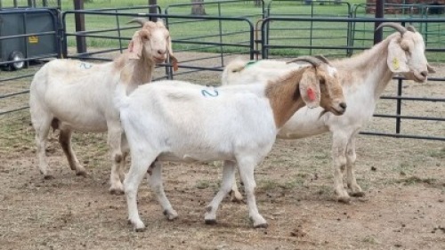 3X CROSS DOE JH Boshoff (Per animal to take the lot)