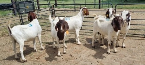 6X CROSS DOE JH Boshoff (Per animal to take the lot)