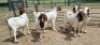 6X CROSS DOE JH Boshoff (Per animal to take the lot)