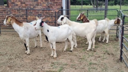 5X CROSS DOE JH Boshoff (Per animal to take the lot)