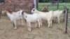 5X CROSS DOE JH Boshoff (Per animal to take the lot)