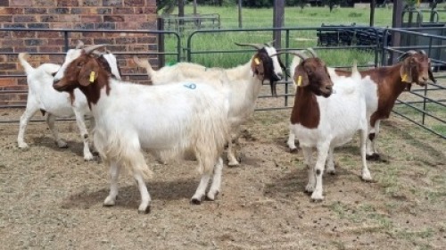 5X CROSS DOE JH Boshoff (Per animal to take the lot)