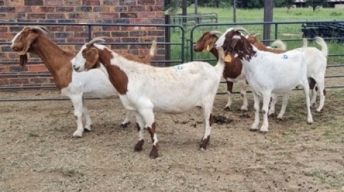 5X CROSS DOE JH Boshoff (Per animal to take the lot)