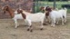 5X CROSS DOE JH Boshoff (Per animal to take the lot)