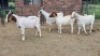 5X CROSS DOE JH Boshoff (Per animal to take the lot)