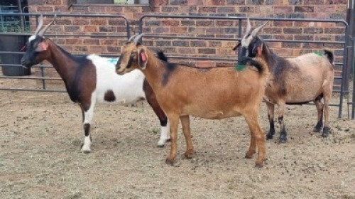 3X CROSS DOE JH Boshoff (Per animal to take the lot)