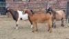 3X CROSS DOE JH Boshoff (Per animal to take the lot)